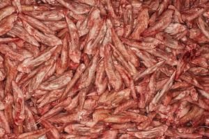 kyllinge vinger 5 kg